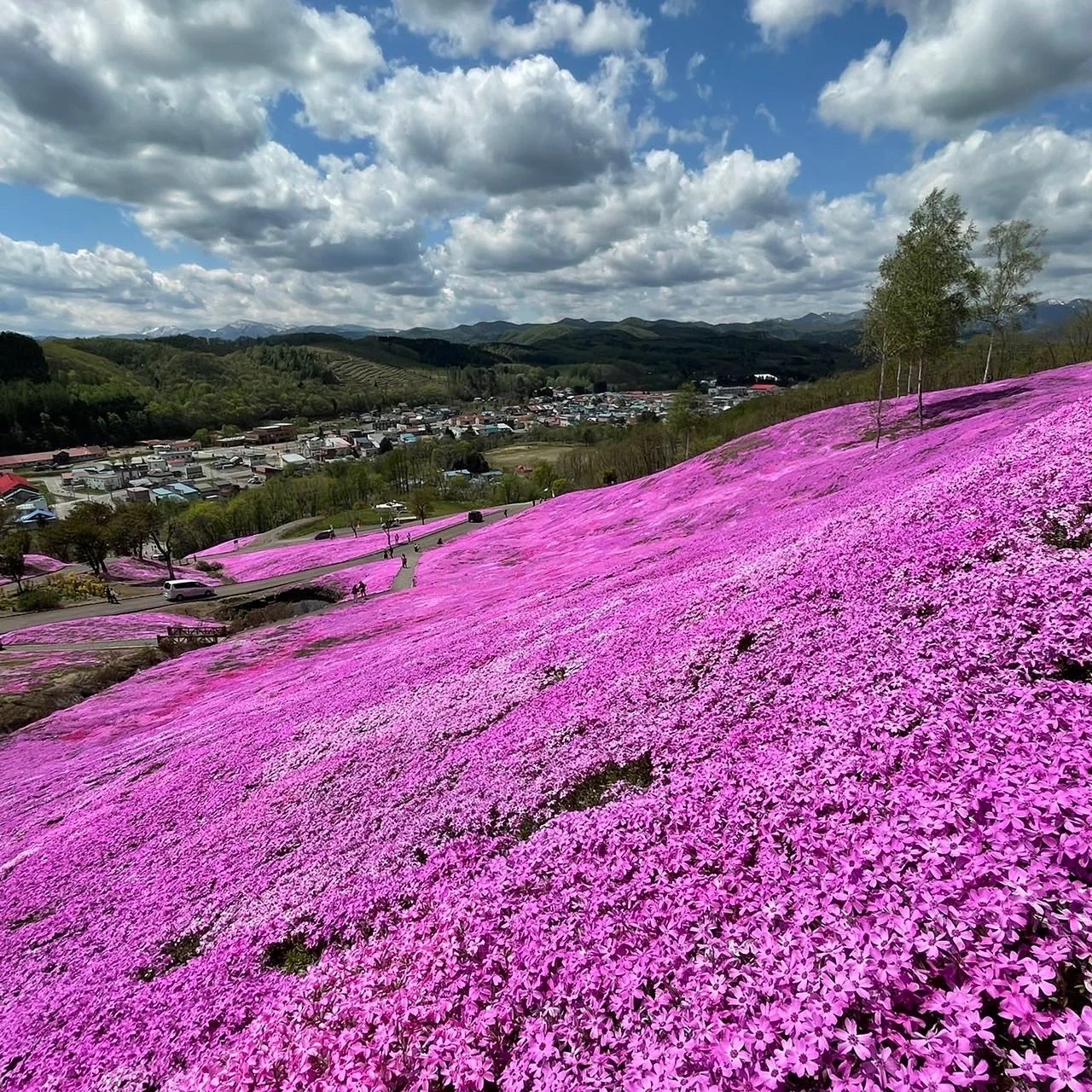 Vivid pink moss phlox (shibazakura) blanketing a hillside above an eastern Hokkaido village with distant mountains