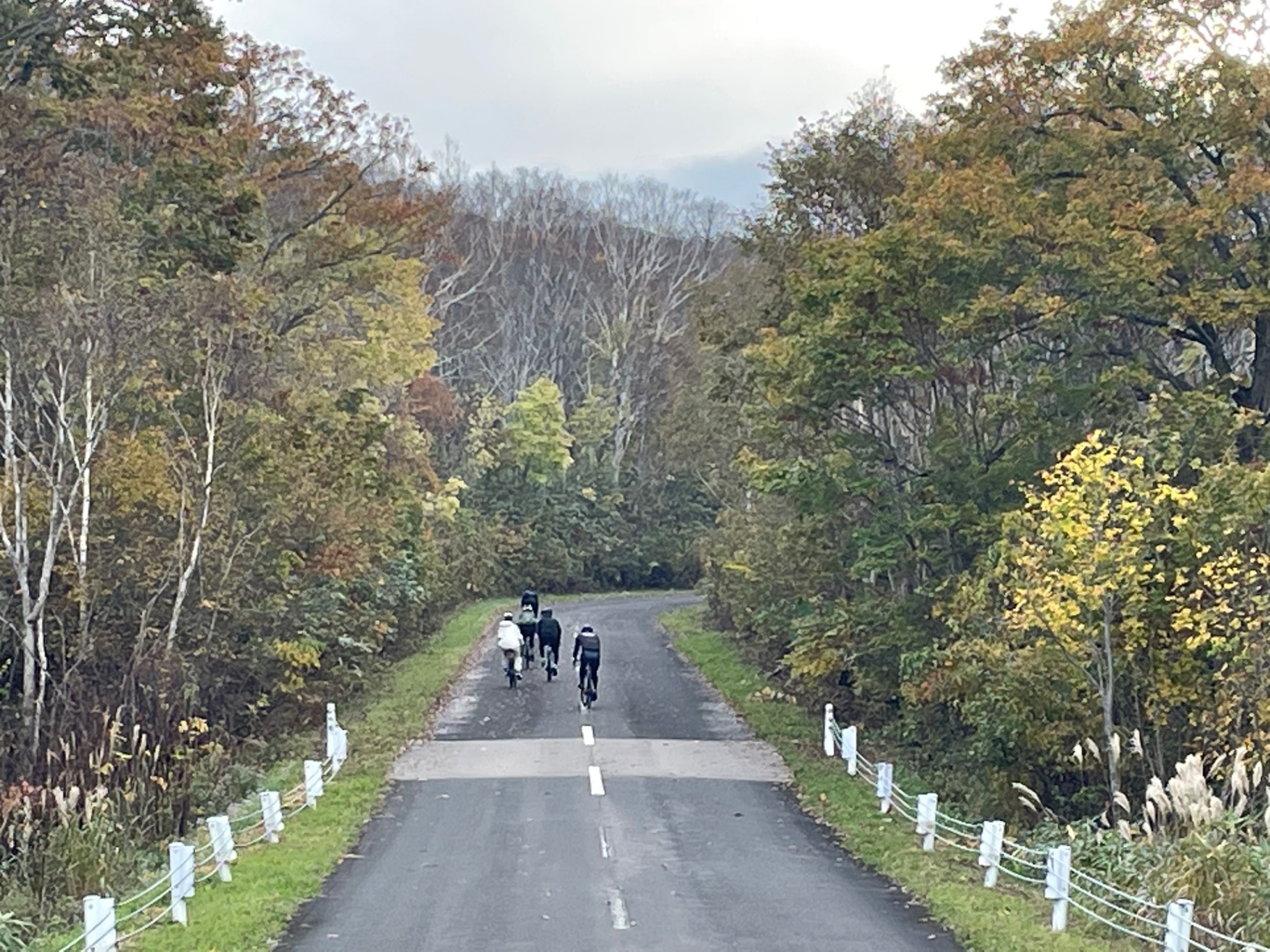 Cyclists riding a quiet autumn road through Hokkaido birch and maple forest