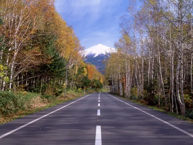 An autumn avenue beneath a snow-capped mountain