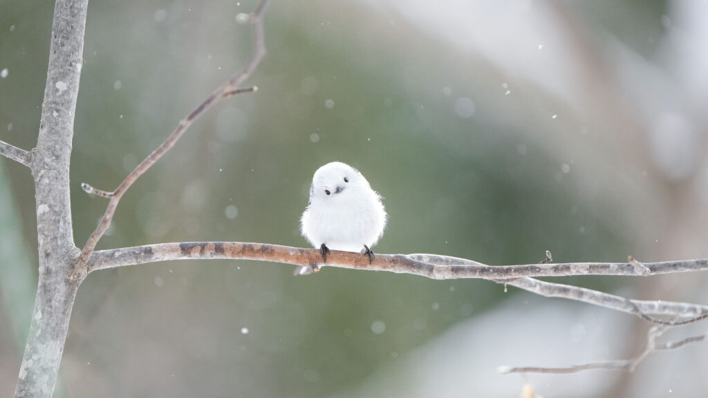 A shimaenaga, Hokkaido's snow-white long-tailed tit