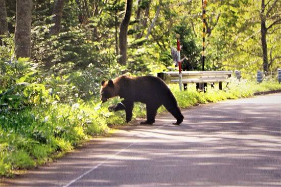 Brown bear crossing a forest road in Hokkaido