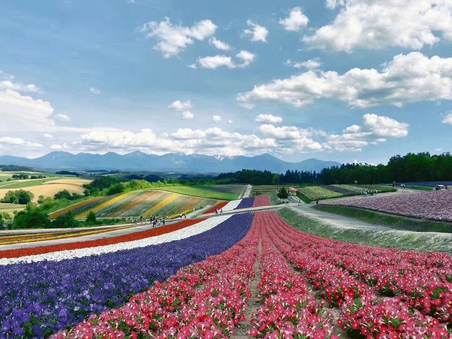 Shikisai-no-Oka rainbow flower hills with the Daisetsuzan range beyond