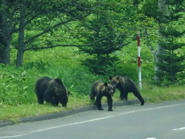 Wild Hokkaido brown bears (higuma) crossing a forest road in Shiretoko