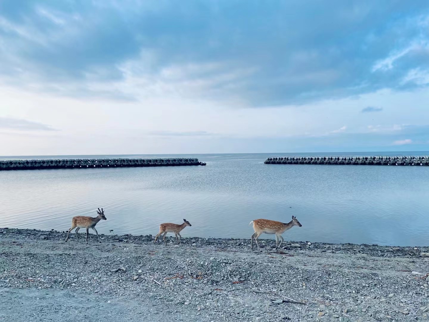 Three wild Ezo sika deer walking along a quiet Hokkaido shoreline at dawn, calm sea and breakwaters beyond