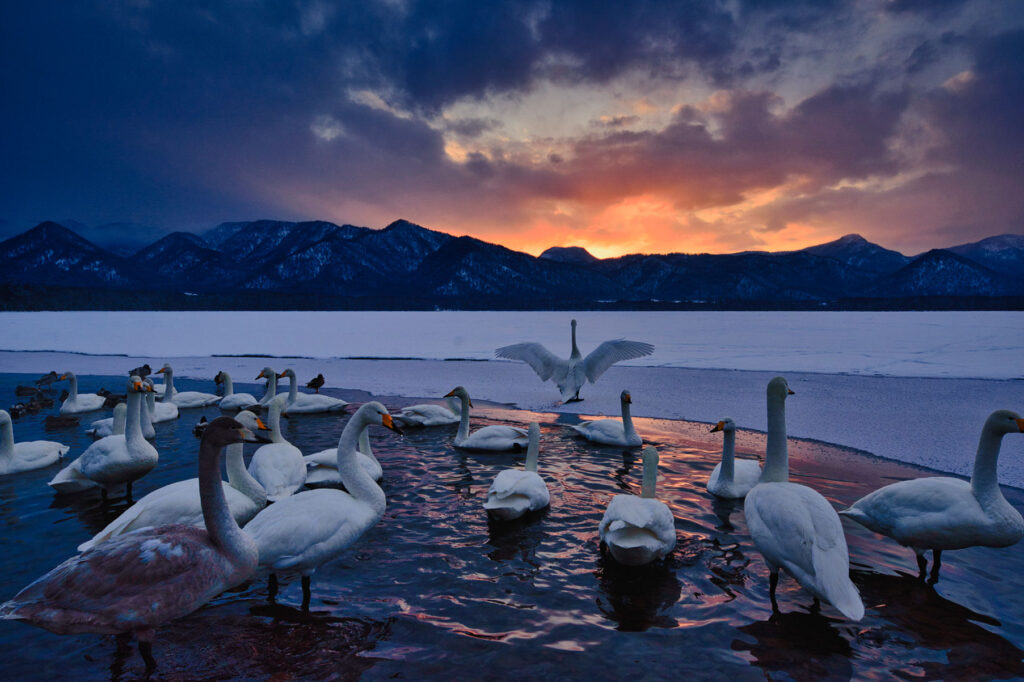 Whooper swans on a frozen lake at sunset