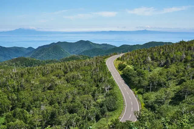 A summer forest road overlooking the sea