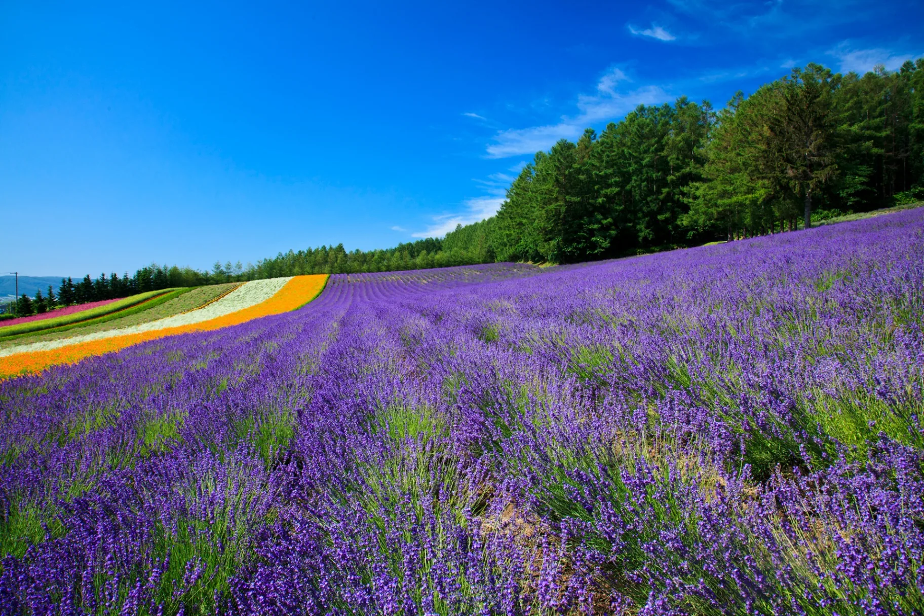 Rolling lavender rows in full bloom at Farm Tomita, Furano, with rainbow flower stripes and forest beyond
