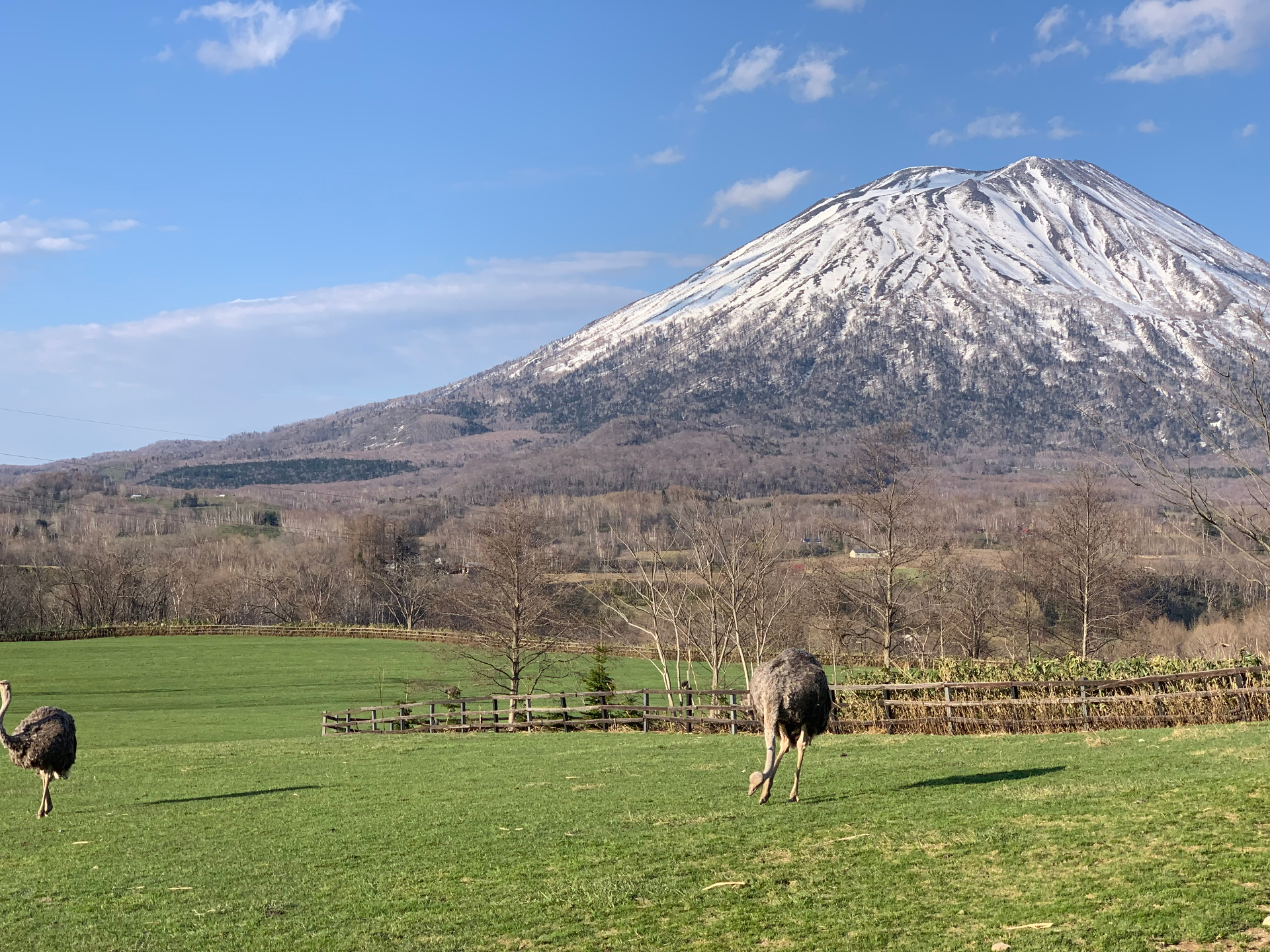 Ostriches grazing in a pasture with snow-capped Mt. Yotei behind