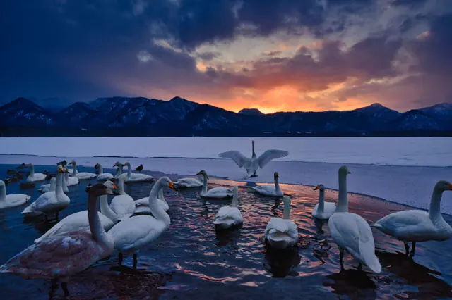 Whooper swans on a frozen Hokkaido lake at sunset