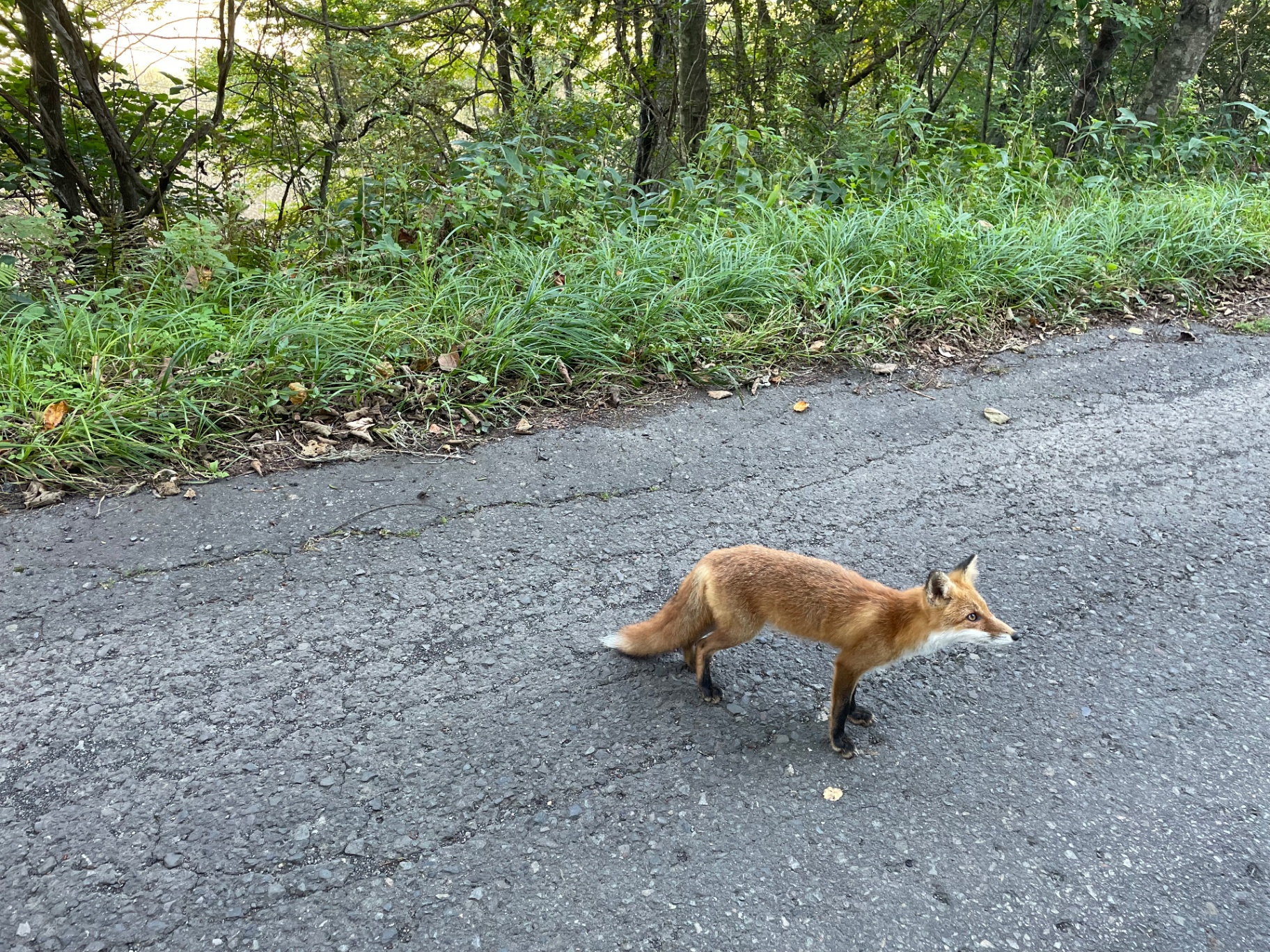 Wild Ezo red fox on a quiet rural road in eastern Hokkaido
