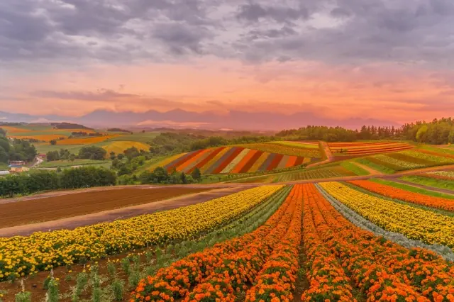 Summer flower fields at sunset