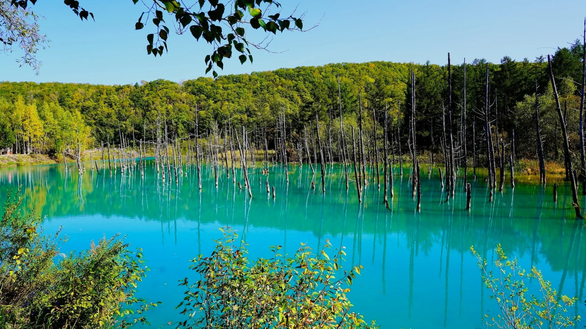 The turquoise water of Biei's Shirogane Blue Pond with bare larch trunks reflected in the still surface