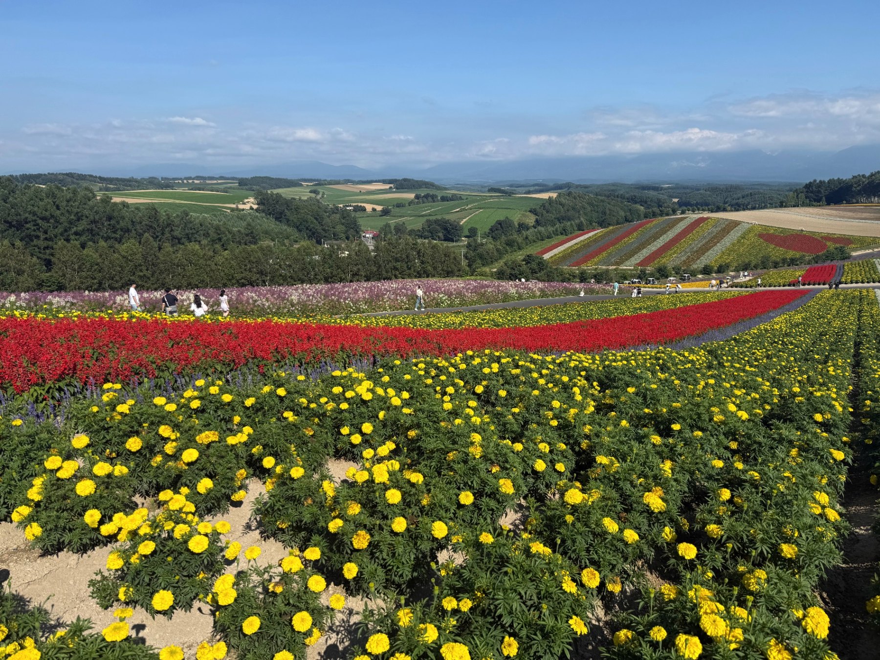 Shikisai-no-Oka flower hills above Biei, central Hokkaido