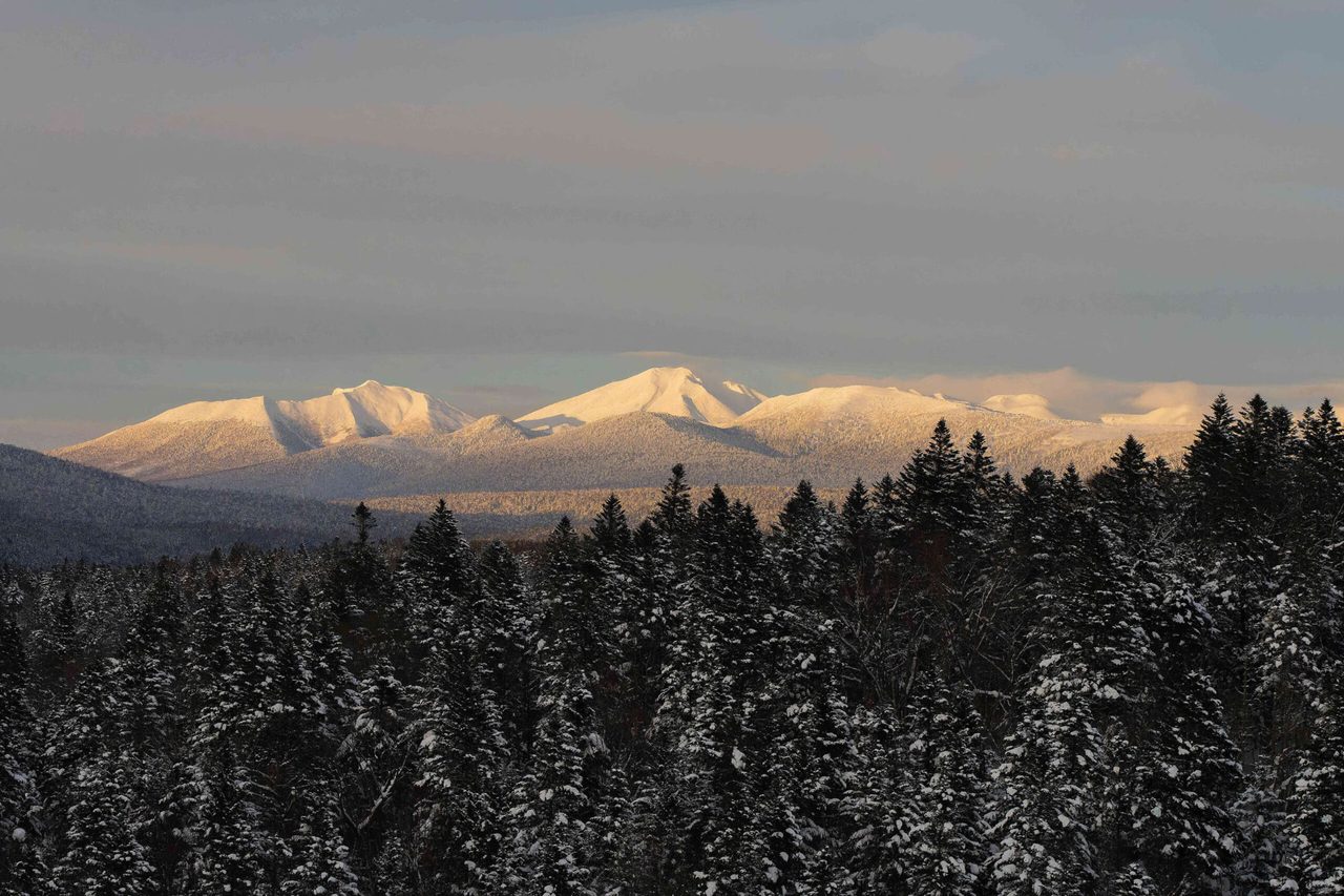 Low winter sun on the snow-covered peaks of the Tokachi range above a snow-dusted fir forest in Hokkaido