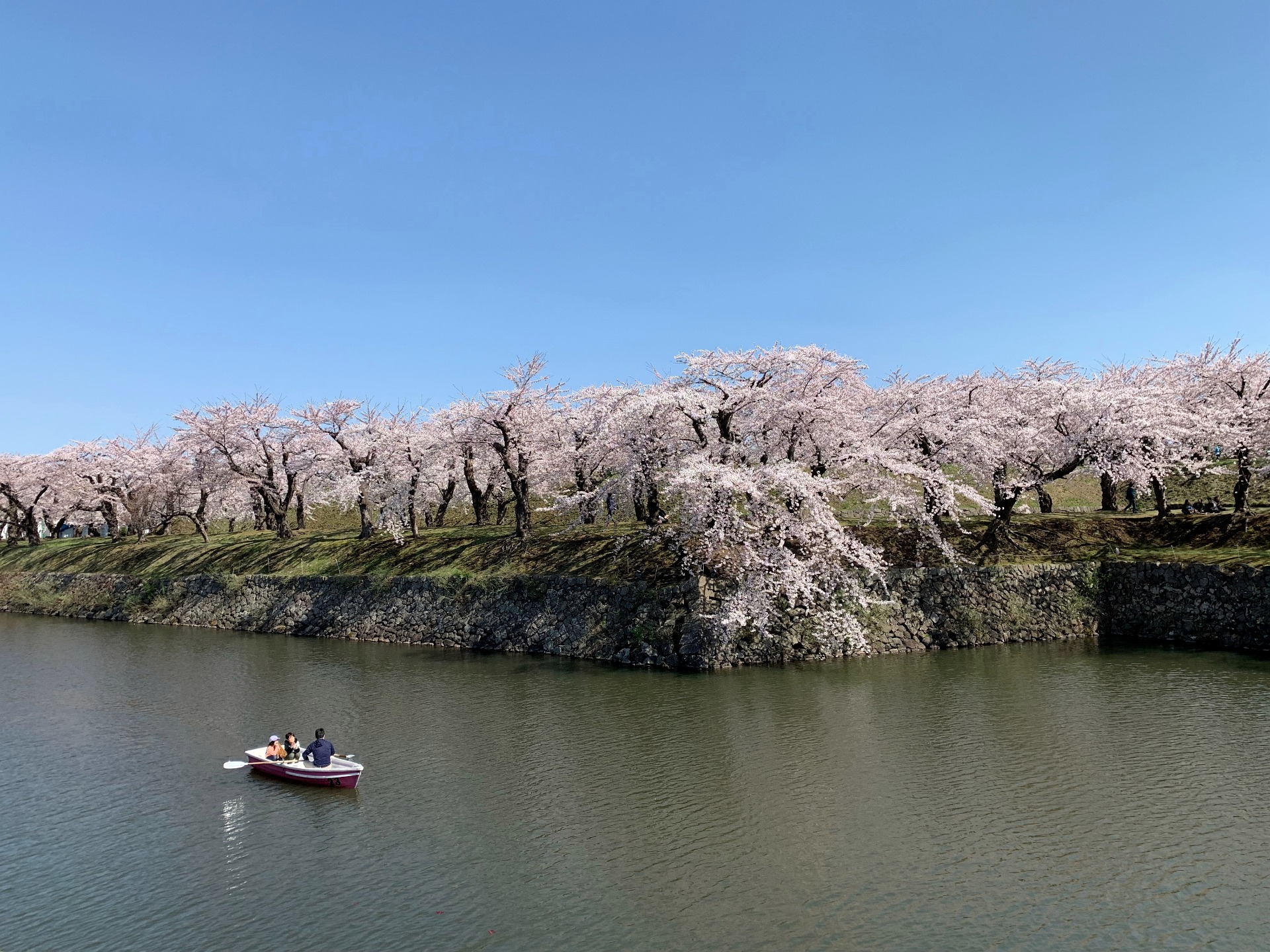 Hokkaido spring cherry trees in full bloom beside calm water