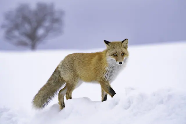 Red fox walking through deep snow in Hokkaido
