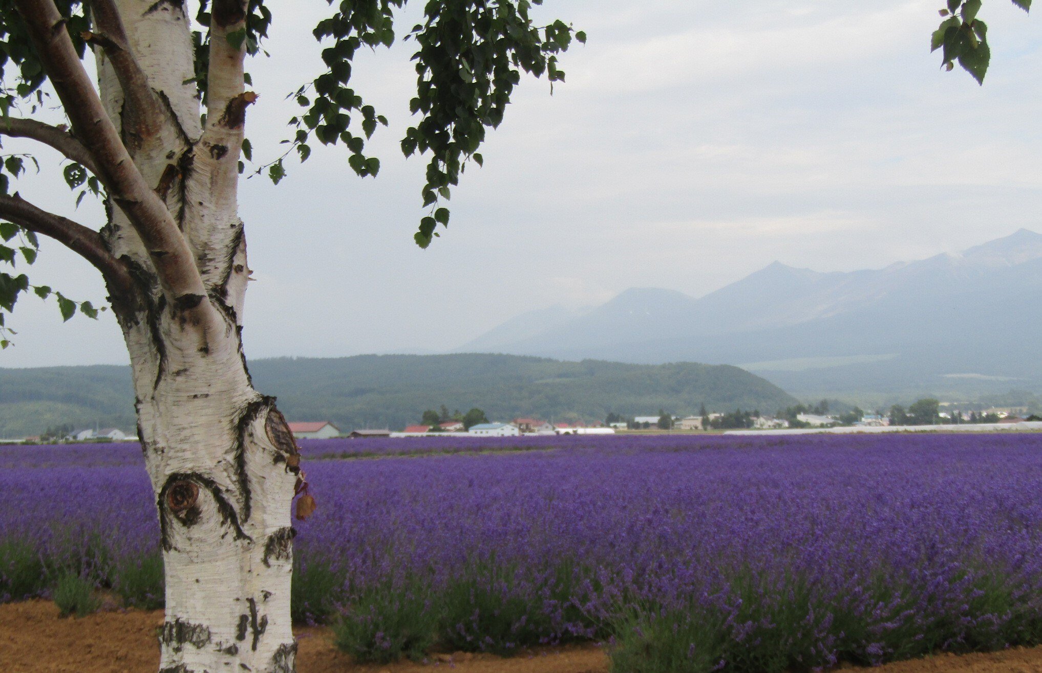 Summer lavender fields in Furano with birch trees and the distant Tokachi mountains