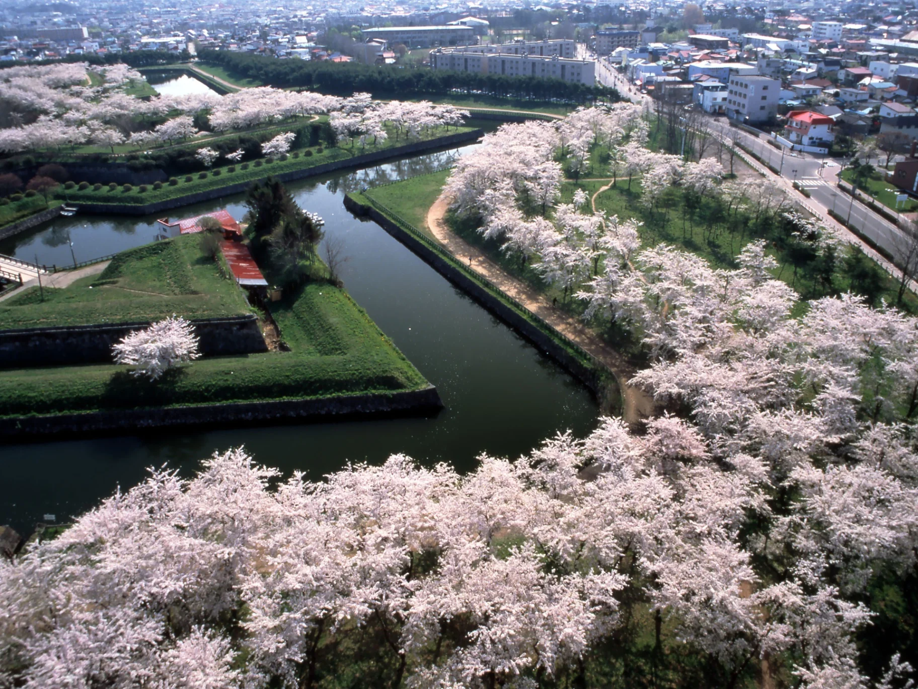 Cherry blossoms in full bloom along the star-shaped moat of Goryōkaku, Hakodate