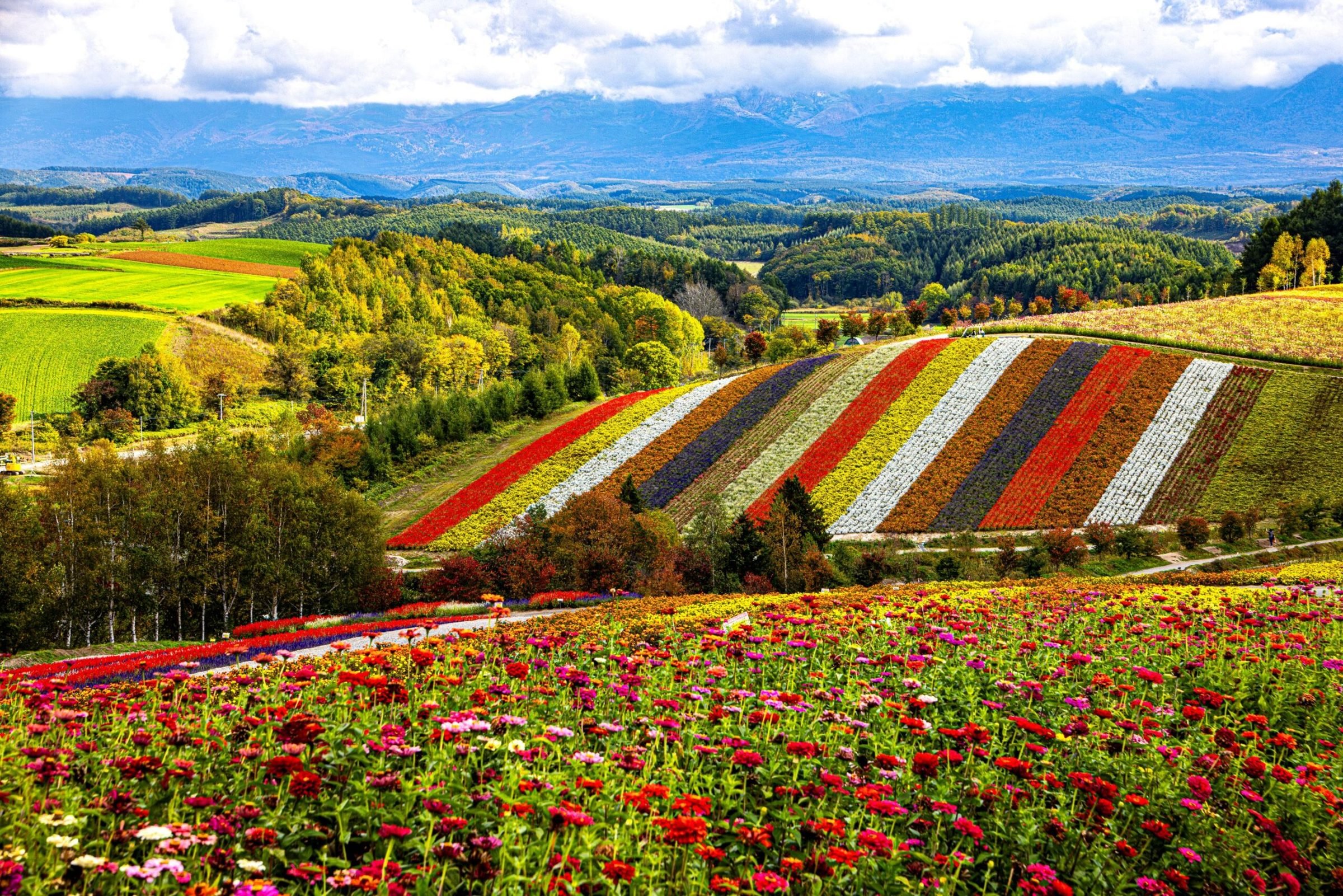Colourful autumn flower rows at Shikisai-no-Oka in Biei, with rolling fields and distant mountains